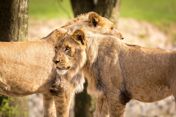 Pair of lionesses against blurred background.