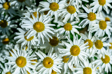 Tanacetum cinerariifolium - Beautiful white daisies with yellow centers blooming