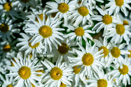 Tanacetum cinerariifolium - Beautiful white daisies with yellow centers blooming