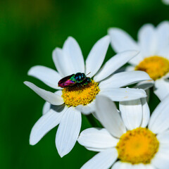 Obraz premium Anthaxia bicolor - A brilliant two-tone beetle on Tanacetum cinerariifolium