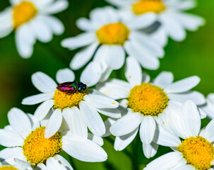 Anthaxia bicolor - A brilliant two-tone beetle on Tanacetum cinerariifolium
