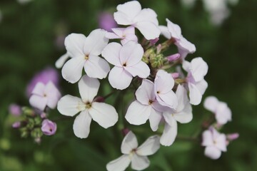 Pink Blossom Macro