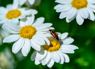 Fototapeta premium Stenurella (Priscostenurella) bifasciata - brown beetle collects pollen on flowering Pyrethrum
