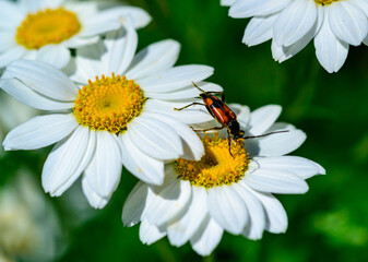 Obraz premium Stenurella (Priscostenurella) bifasciata - brown beetle collects pollen on flowering Pyrethrum