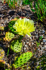 Close-up of yellow blooming cactus Opuntia on a stone slide