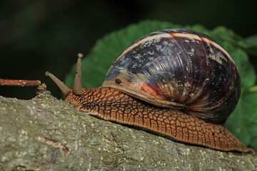 cornu aspersum snail animal macro photo