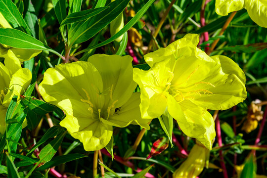 Oenothera macrocarpa - Perennial ornamental plant with delicate yellow flowers