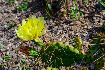 Close-up of yellow blooming cactus Opuntia on a stone slide