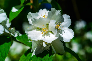 Philadelphus sp. -  (mock-orange), delicate white fragrant flowers of a bush.