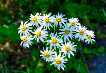 Tanacetum cinerariifolium (Asteraceae) - Beautiful white daisies with yellow centers blooming