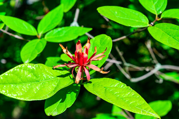 Calycanthus floridus - red flower on a background of green leaves