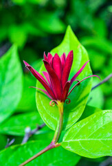 Fototapeta premium Calycanthus floridus - red flower on a background of green leaves