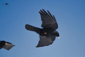 Obraz premium Alpendohle mit ihrem Element dem Wind