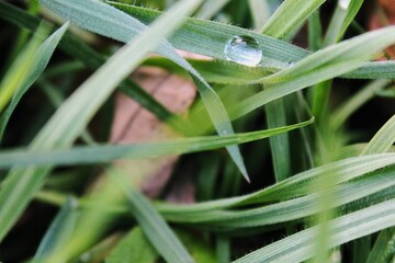 Dew Drop on Grass