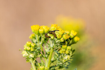 Cinnabar caterpillars on a common ragwort plant in the summer sunshine