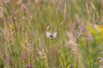 Two marble white butterflies in a wildflower meadow in the South Downs, on a summer's evening