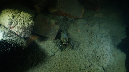 Crayfish