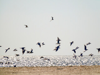 Seagulls seabirds fly over the seashore and sea. Summer tourist landscape