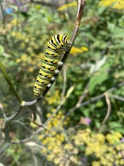 caterpillar on a branch