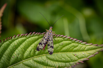 A macro photograph of a common scorpionfly on a leaf in rural Sussex, on a summer's day