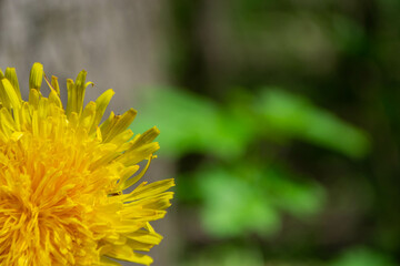 fallen petals of cherry blossom and a vivid dandelion
