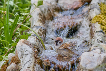 Sparrow