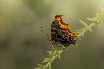 close up of a comma butterfly on leafy branch