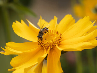 (Eristalis stipator)  Drone à épaulettes jaunes ou syrphe escorte à court abdomen rayuré de blanc et jaune clair