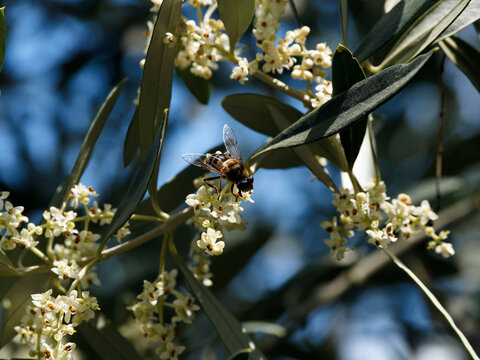 Eristalis stipator - Drone &agrave; &eacute;paulettes jaunes ou syrphe escorte butinant le nectar d'une fleur d'olivier (Olea europaea)