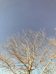 branches of a tree over a clear sky in winter