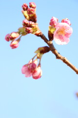 桜　河津桜