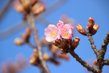 桜　河津桜