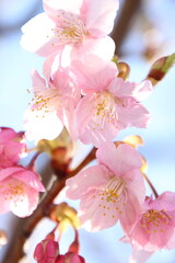 桜　河津桜