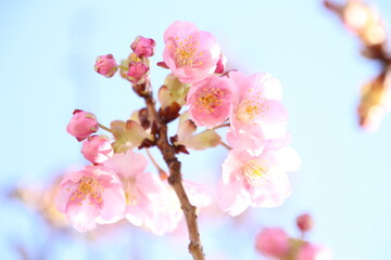 桜　河津桜