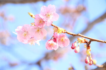桜　河津桜