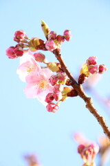 桜　河津桜