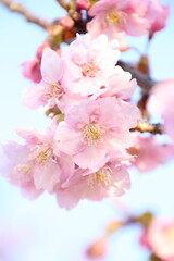 桜　河津桜