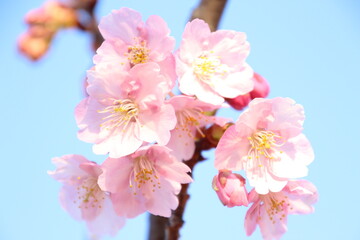 桜　河津桜