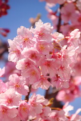 Fototapeta premium 桜 河津桜