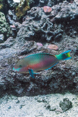 Pesci nell'acquario nell'acqua