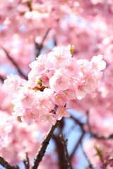 桜　河津桜