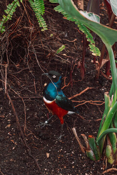 bird exotic parot in nature