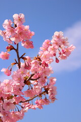 桜　河津桜