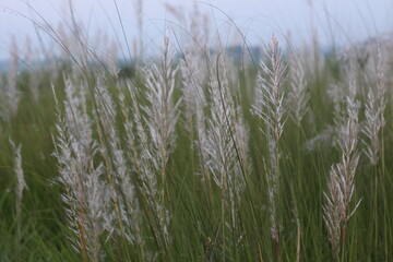 Fototapeta premium Wild sugarcane Plant 