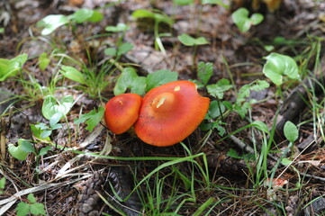 Red mushrooms on the ground in the forest