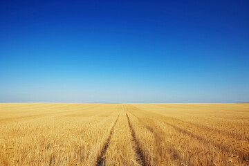 wheat field stretching to the horizon, bordered by a clear blue sky, ideal for agricultural concepts and natural beauty. Photo