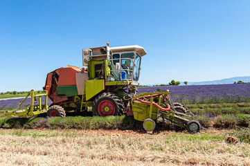 Lavender harvest, Provence, France