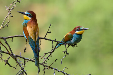 Obraz premium Bee eater on a branch
