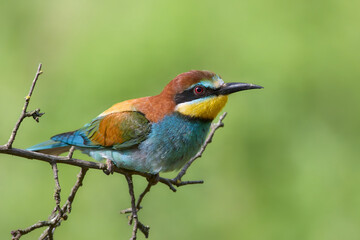 Bee eater on a branch
