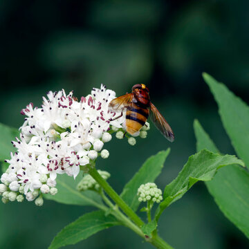 Volucella zonaria | Volucelle zon&eacute;e femelle, corps trapu et velout&eacute;, thorax brun roux, abdomen jaune &agrave; bandes noires, yeux espac&eacute; sur t&ecirc;te face jaune au mim&eacute;tisme d'un bourdon